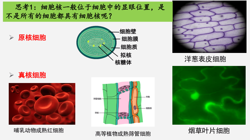 3.3细胞核的结构和功能课件-(共31张PPT2份视频)人教版必修1