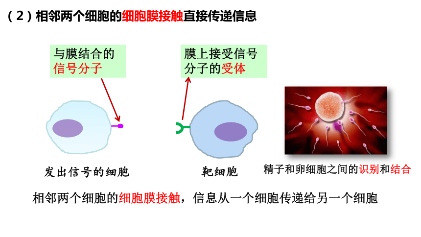 3.1细胞膜的结构和功能课件（共37张PPT） 高一上学期生物人教版必修1