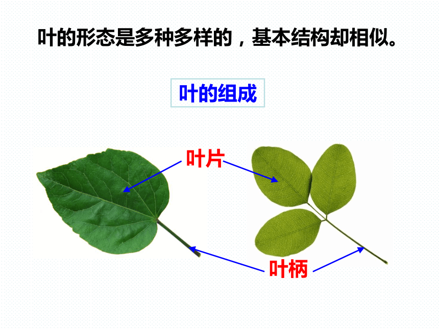 4.5 植物的叶与蒸腾作用（课件 32张PPT）