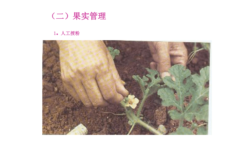 项目3.2 瓜类蔬菜生产--西瓜-3 课件(共21张PPT)- 《蔬菜生产技术》同步教学（机械工业版）