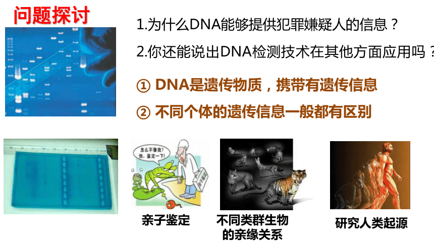 2.5核酸是遗传信息的携带者课件(共19张PPT) 人教版必修1