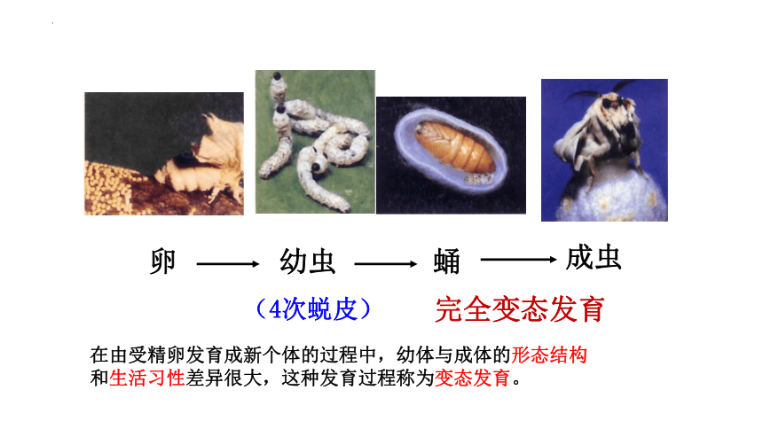 8.1.2昆虫的生殖和发育课件 (共22张PPT) 鲁科版生物八年级下册