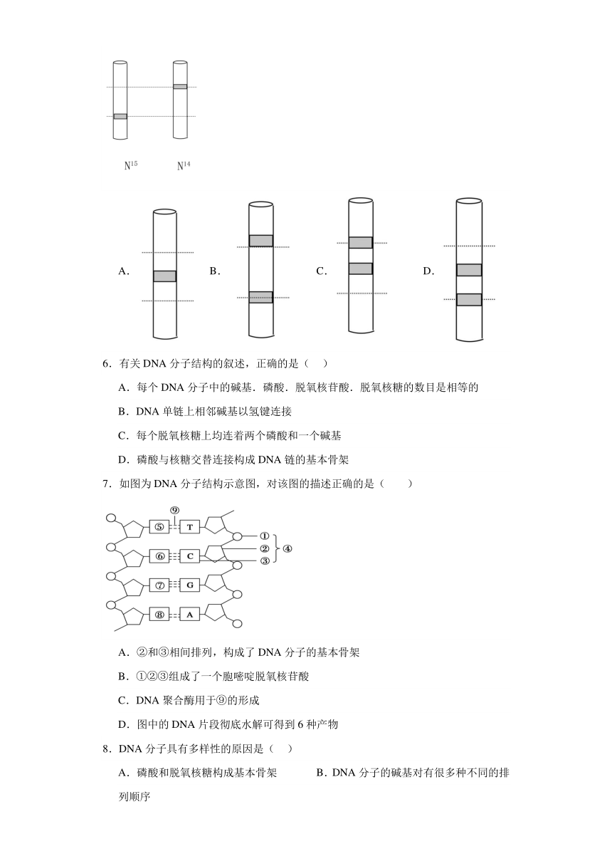 2.2DNA分子的结构和复制（练习）-2023-2024学年高中生物（苏教版必修2）（含解析）