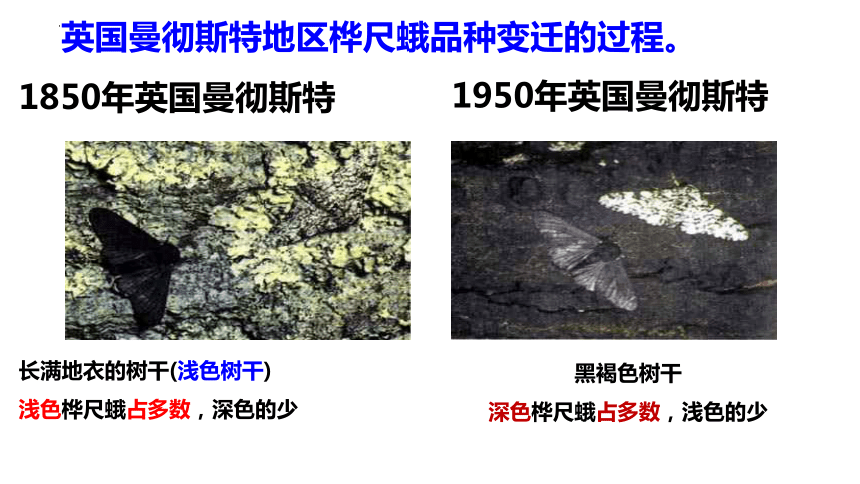 5.1.4  生物进化的原因  课件(共20张PPT)-2023-2024学年济南版生物八年级下册