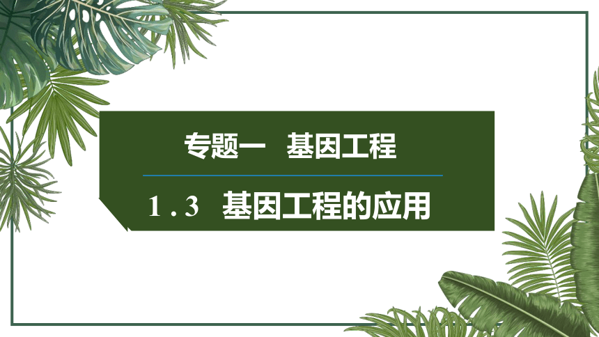 3.3基因工程的应用课件(共24张PPT)-人教版（2019）选择性必修3