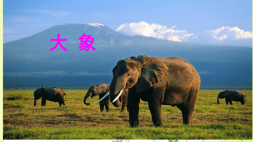 19 大象的耳朵 课件(共25张PPT)
