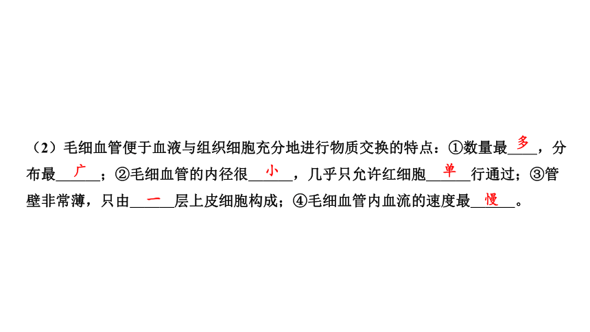 2024年中考生物一轮复习考点探究 第2讲人体内物质的运输课件(共35张PPT)