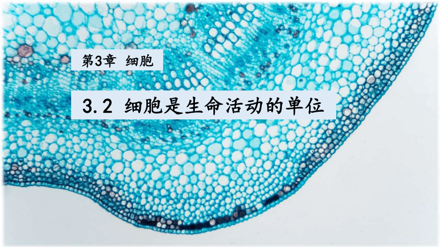 2.3.2细胞是生命活动的单位 课件(共20张PPT) 北师大版生物七年级上册
