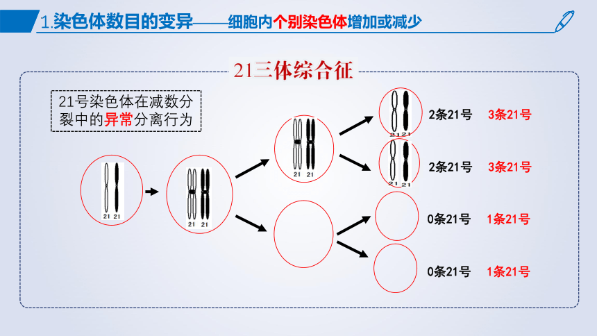 5.2染色体变异课件 (共54张PPT1份视频)生物人教版必修2