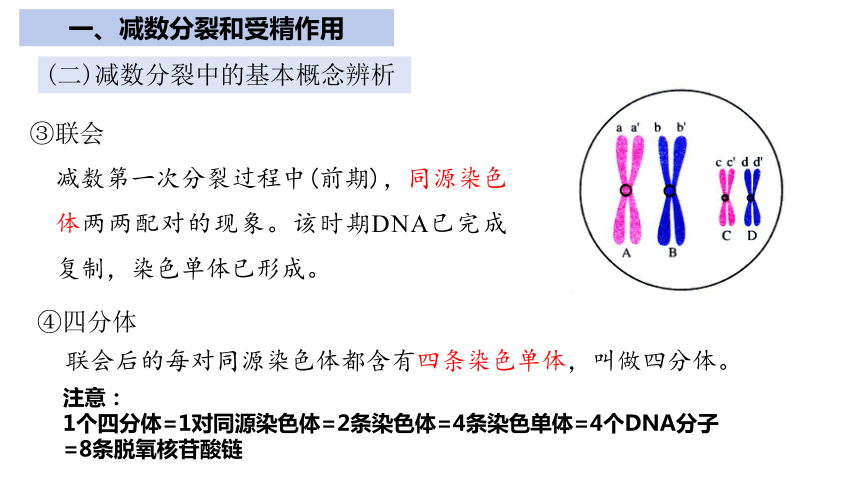 第2章基因和染色体的关系（复习课件）（共76张PPT）-人教版2019必修2