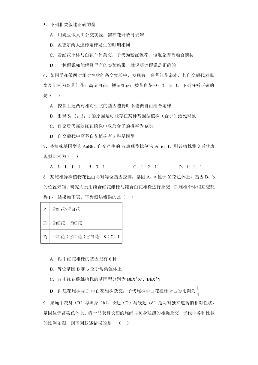 1.3自由组合定律（必刷练）-2023-2024学年高一生物（苏教版2019必修2）（含解析）