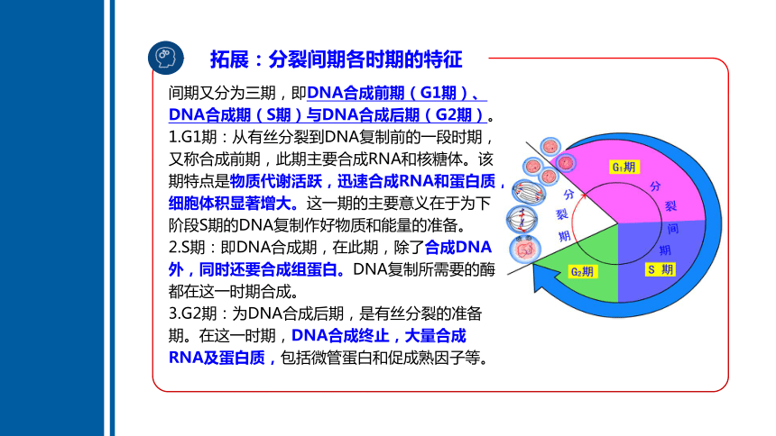 6.1细胞的增殖（第1课时）课件（共49张PPT）-人教版（2019）必修1