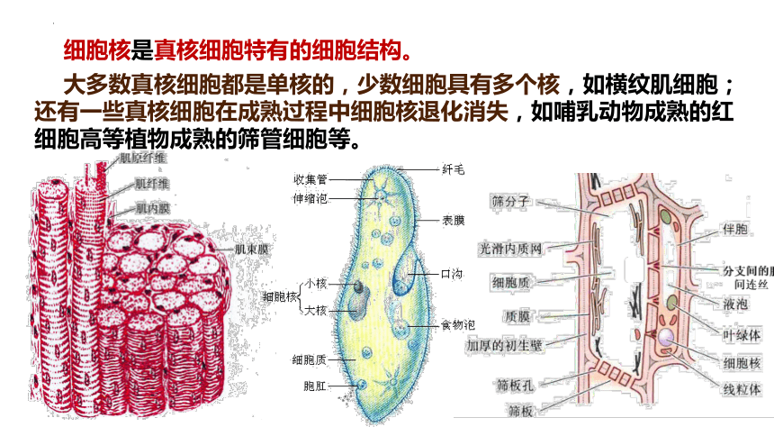 3.3细胞核是细胞生命活动的控制中心课件(共24张PPT)-人教版必修一