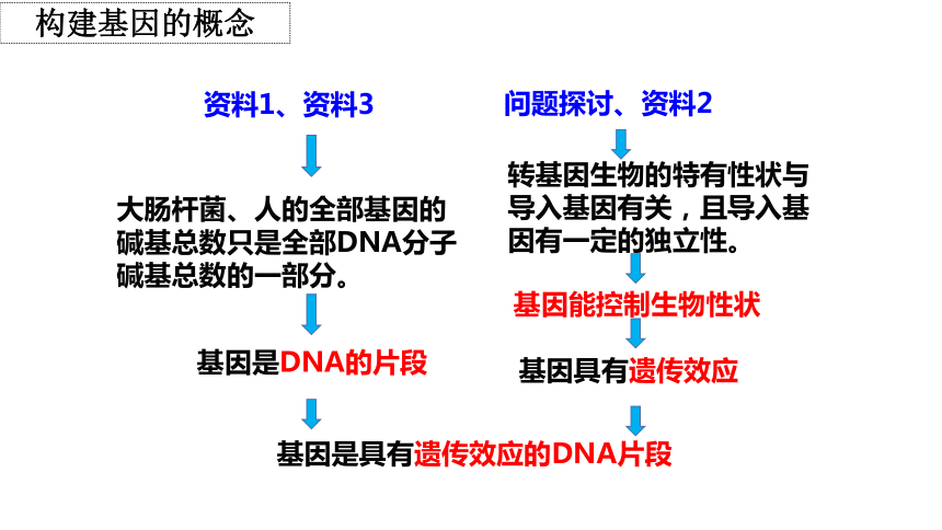 3.4基因通常是有遗传效应的DNA片段课件（共31张PPT)-人教版（2019）必修2