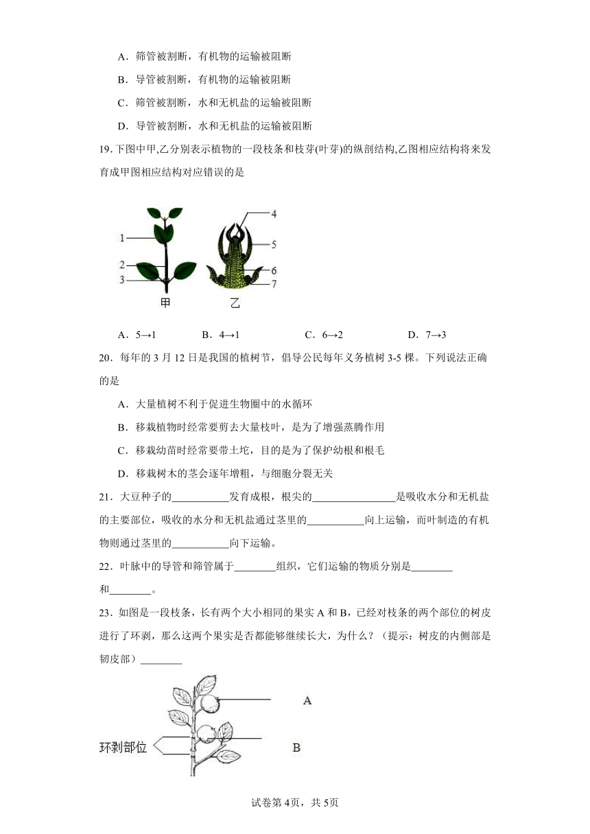 济南版初中生物八年级上册4.1.6芽的类型和发育 同步练习（含答案）