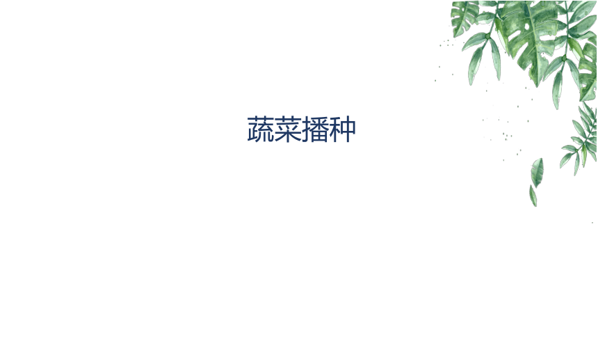 2.3蔬菜播种 课件(共35张PPT)-《蔬菜生产技术》同步教学（中国农业出版社）