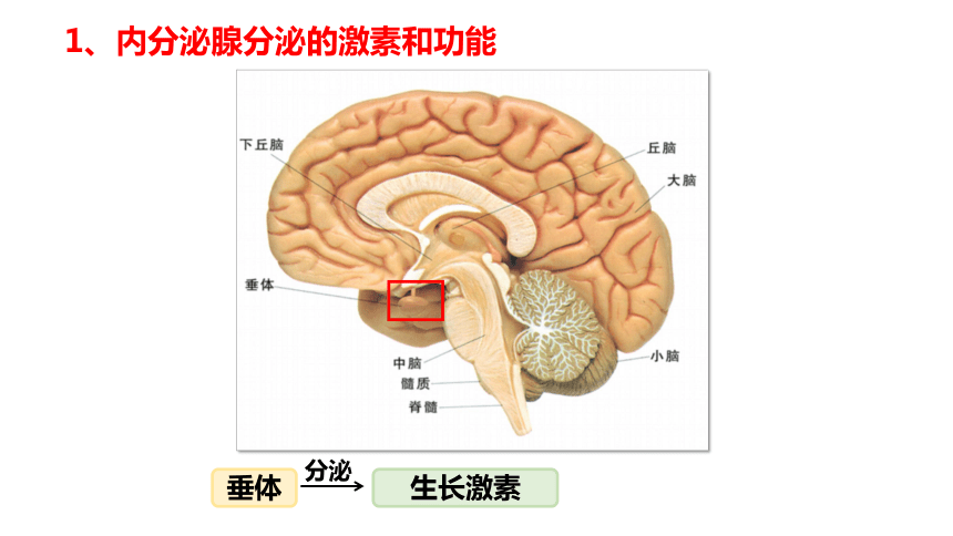 3.1激素与内分泌系统(第2课时)(共32张PPT)课件--人教版2019选择性必修1