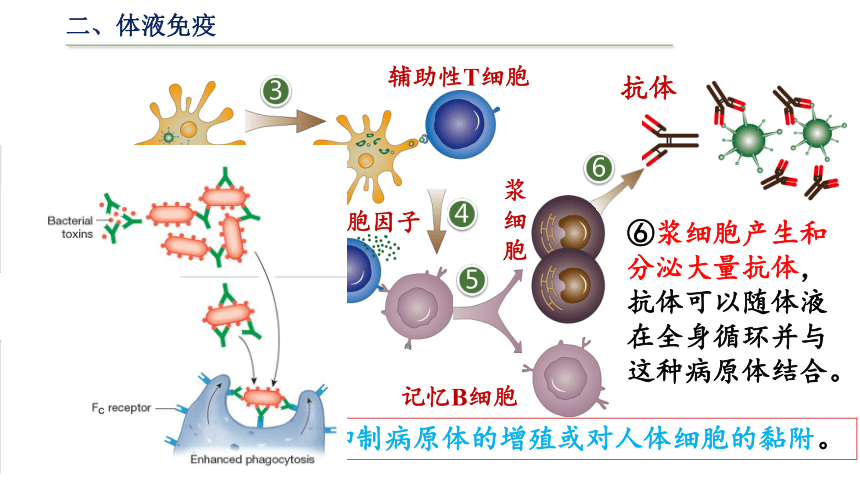 4.2特异性免疫课件(共33张PPT)-人教版（2019）选择性必修1