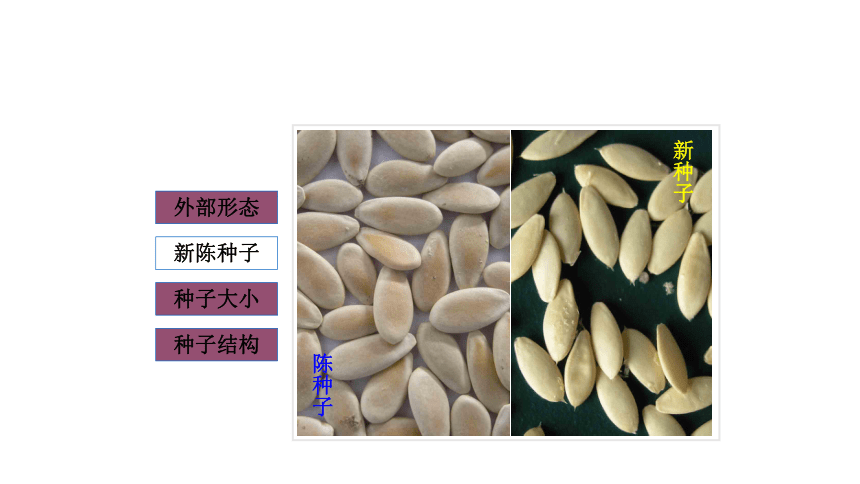 2.1.1蔬菜种子浸种处理 课件(共65张PPT)-《蔬菜生产技术》同步教学（中国农业出版社）