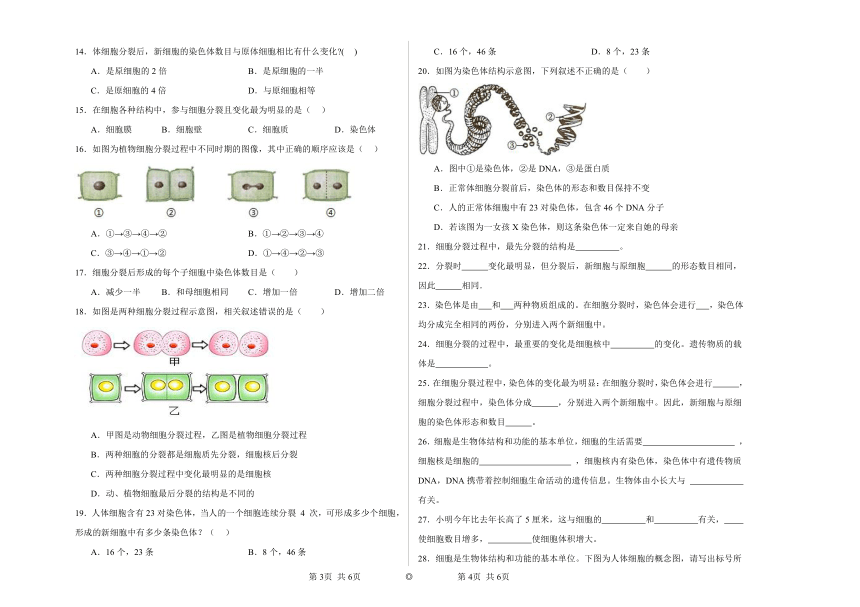 鲁科版初中生物六年级上册2.3.1细胞的分裂同步练习