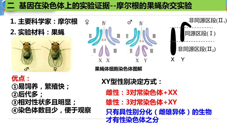 2.2基因在染色体上课件（共32张PPT）-人教版（2019）必修2