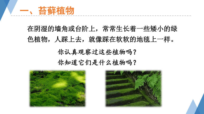 1.3.4苔藓植物和蕨类植物 课件(共26张PPT）2023-2024学年冀少版生物七年级上册