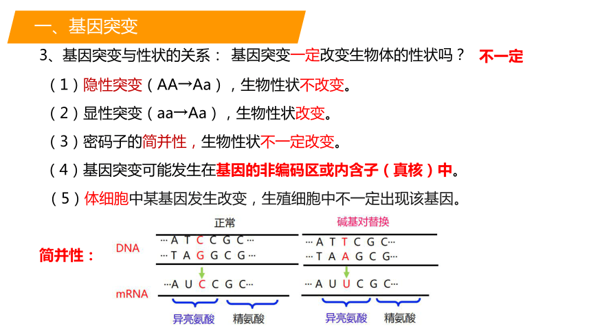 5.1基因突变和基因重组课件(共28张PPT)-人教版（2019）必修2