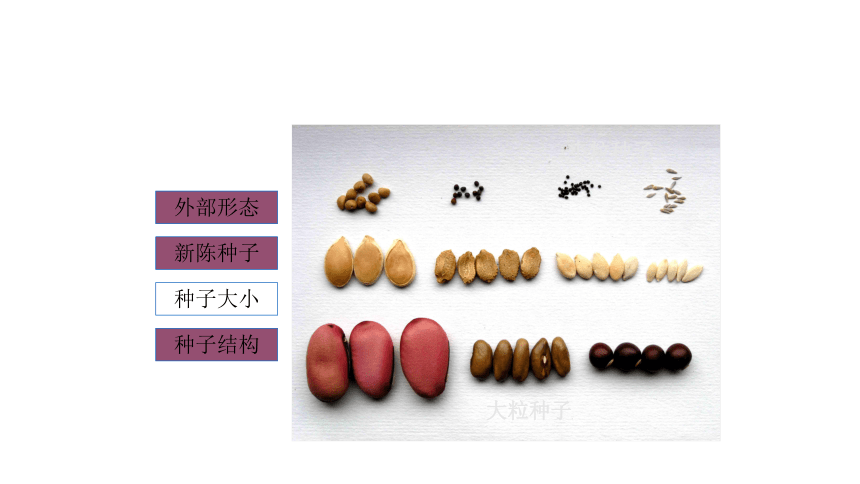 2.1.1蔬菜种子浸种处理 课件(共65张PPT)-《蔬菜生产技术》同步教学（中国农业出版社）