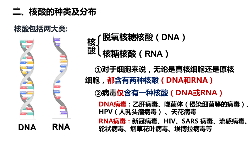 2.5 核酸是遗传信息的携带者课件（共36页PPT）-2023-2024学年高一上学期生物人教版必修一