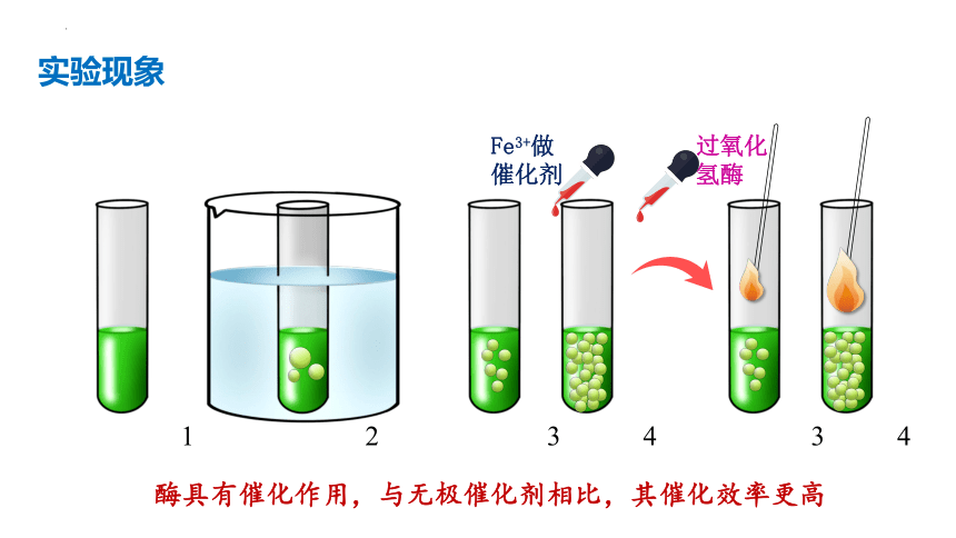 5.1降低化学反应活化能的酶（第1课时）(共32张PPT)课件高一生物（人教版2019必修1）