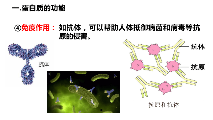 2.4蛋白质是生命活动的主要承担者课件（共46张PPT）人教版（2019）必修1