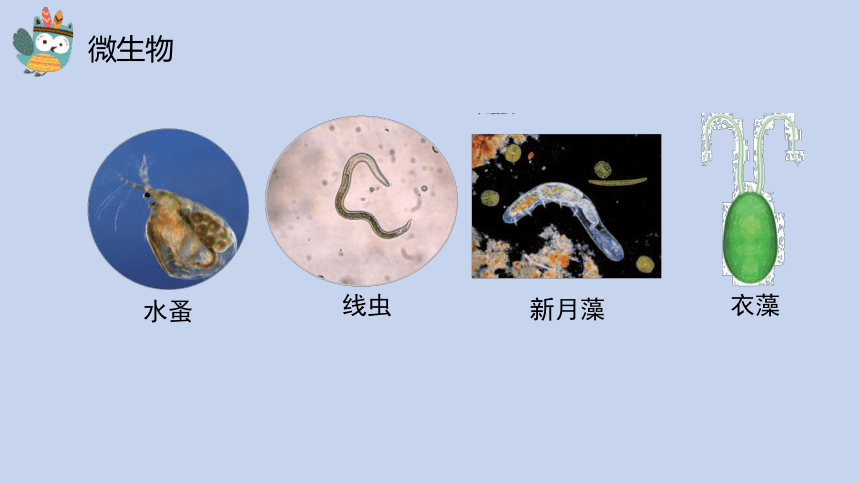 科学苏教版（2017秋）五下2《微小的生命体》同步课件(共17张PPT)