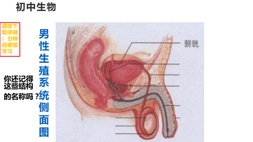 4.1.2人体生殖课件(共28张PPT) 人教版生物七年级下册