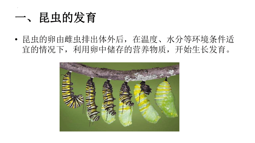 8.1.2昆虫的生殖和发育课件 (共22张PPT) 鲁科版生物八年级下册