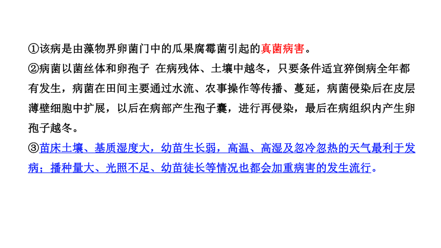 2.4.2穴盘苗常见侵染性病害诊断与防治 课件(共43张PPT)-《蔬菜生产技术》同步教学（中国农业出版社）