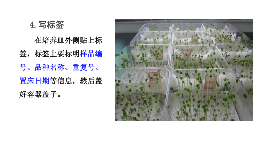 2.1.2蔬菜种子发芽率测定 课件(共41张PPT)-《蔬菜生产技术》同步教学（中国农业出版社）