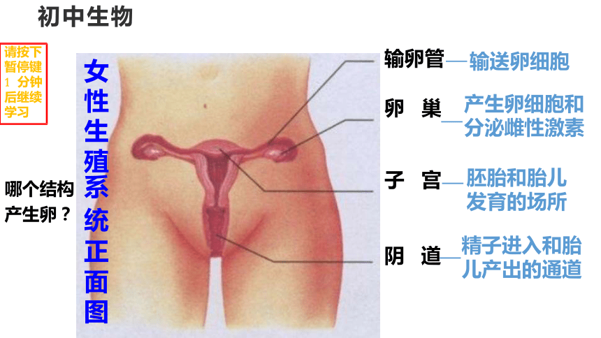 4.1.2人体生殖课件(共28张PPT) 人教版生物七年级下册