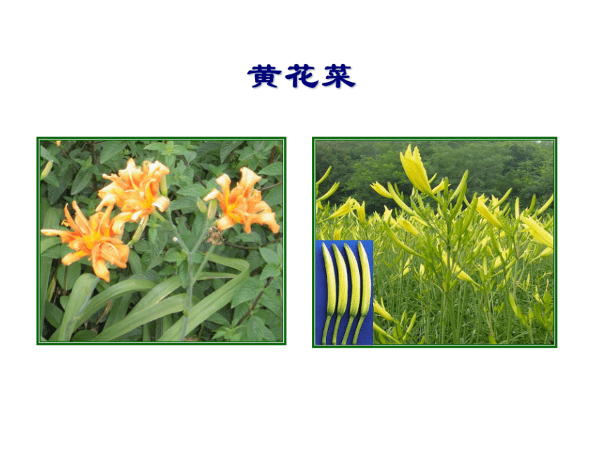 14.1 芦　笋 课件(共35张PPT)- 《蔬菜生产技术(南方本)》同步教学（中国农业大学出版社）