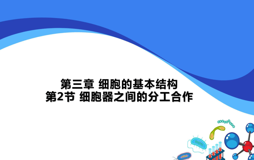 3.2细胞器之间的分工合作第2课时课件(共19张PPT)2023-2024学年高一上学期生物人教版必修1