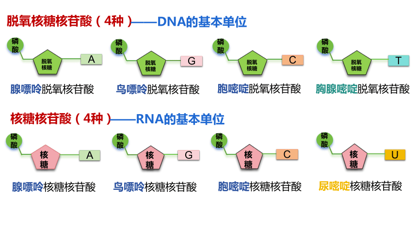 2.5 核酸是遗传信息的携带者 课件(共21张PPT)-2023-2024学年高一上学期生物人教版（2019）必修1