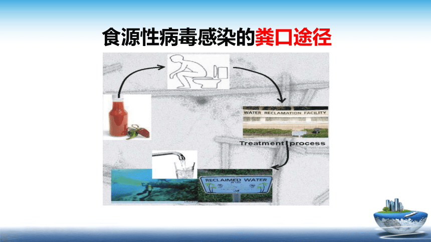 1.3.3  病毒对食品安全的影响、1.3.4 寄生虫和昆虫 课件(共35张PPT)- 《食品安全与控制第五版》同步教学（大连理工版）