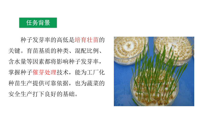 2.1.2蔬菜种子发芽率测定 课件(共41张PPT)-《蔬菜生产技术》同步教学（中国农业出版社）