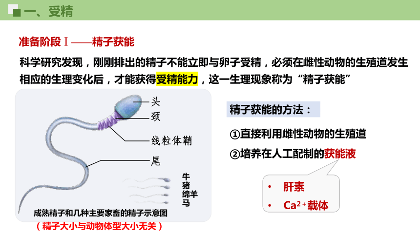 生物人教版（2019）选择性必修3 2.3.1胚胎工程的理论基础（课件共22张ppt）