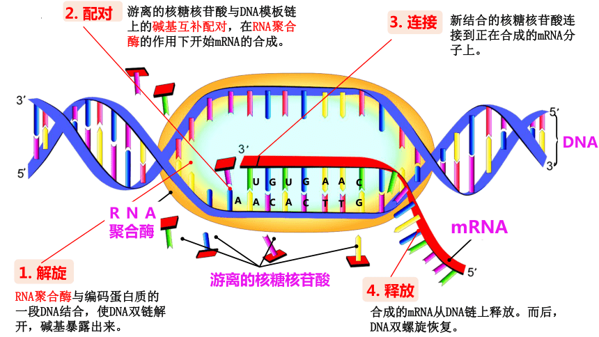 4.1基因指导蛋白质的合成课件(共39张PPT1份视频)-人教版（2019）必修2