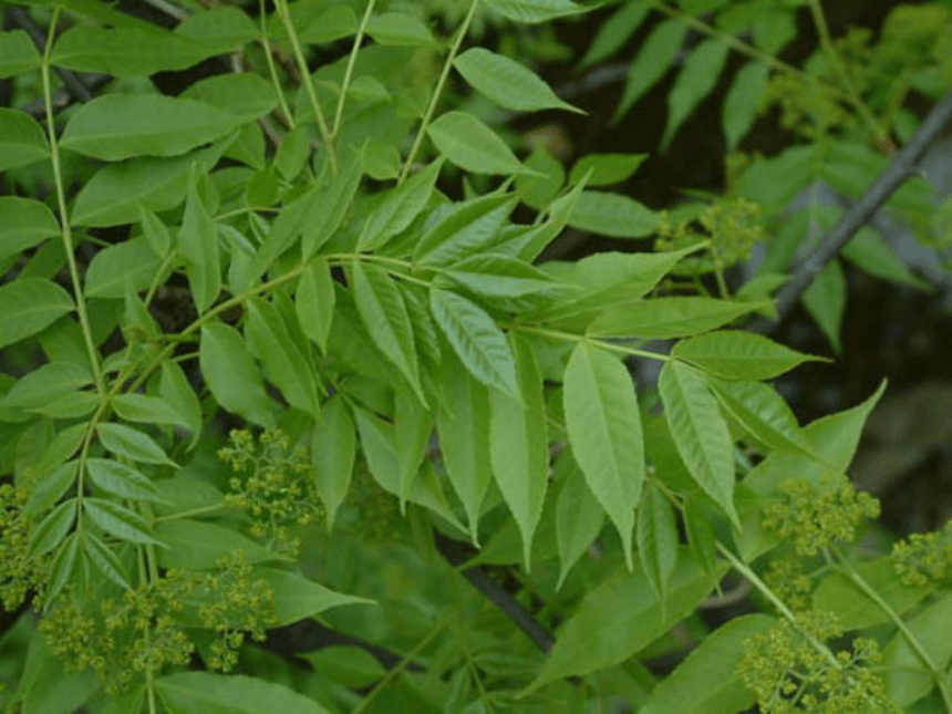 项目7.2 特色蔬菜生产--香椿 课件(共65张PPT)- 《蔬菜生产技术》同步教学（机械工业版）