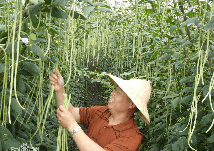 项目4.2 豆类蔬菜生产--豇豆 课件(共41张PPT)- 《蔬菜生产技术》同步教学（机械工业版）