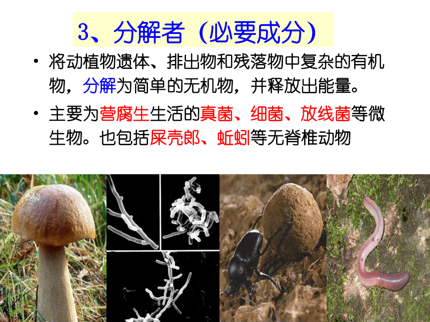第3章第1节生态系统的结构（共25张PPT）人教版（2019）高中生物选择性必修2