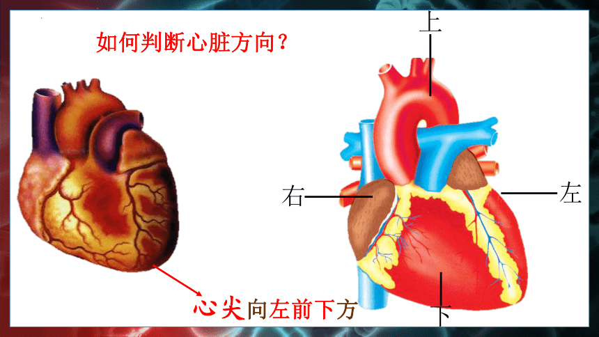 2.2.2运输物质的器官（心脏）课件-2023-2024学年冀少版生物七年级下册(共22张PPT)