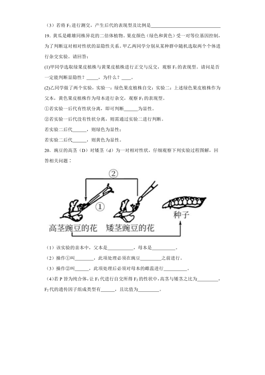 1.2.1分离定律（必刷练）-2023-2024学年高一生物（苏教版2019必修2）（含解析）