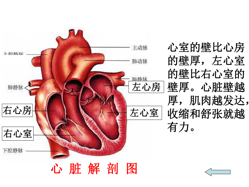 人教版生物七年级下册 4.4.3 输送血液的泵——心脏 课件  （24张PPT）